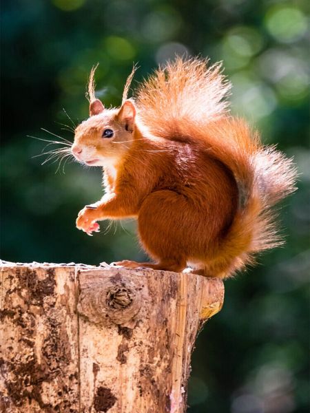 Produktbild: CALVENDO Puzzle Ein Motiv aus dem Kalender H&ouml;rnchen aus aller Welt | 1000 Teile Lege-Gr&ouml;&szlig;e 64x48cm Foto-Puzzle f&uuml;r gl&uuml;ckliche Stunden