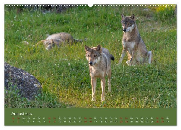 Produktbild: unter W&ouml;lfen (Wandkalender 2026 DIN A2 quer), CALVENDO Monatskalender