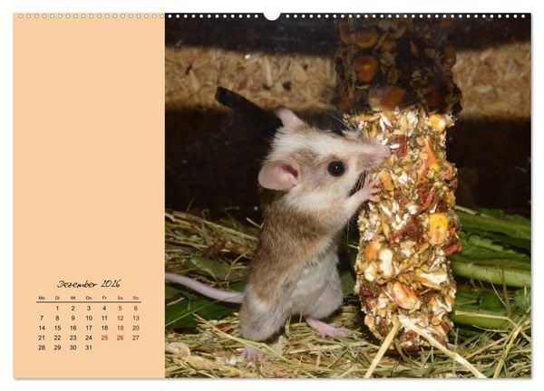 Produktbild: Mausige Zeiten! Putzige Gesellen mit Knopfaugen (hochwertiger Premium Wandkalender 2026 DIN A2 quer), Kunstdruck in Hochglanz