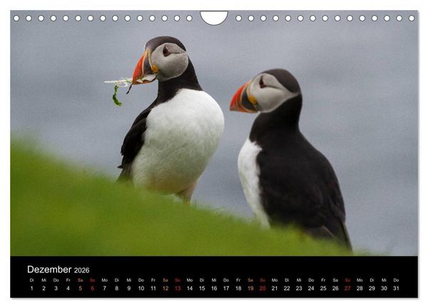 Produktbild: Welt der Papageitaucher (Wandkalender 2026 DIN A4 quer), CALVENDO Monatskalender