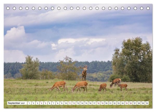 Produktbild: Wildtiere im M&uuml;ritz-Nationalpark (Tischkalender 2027 DIN A5 quer), CALVENDO Monatskalender