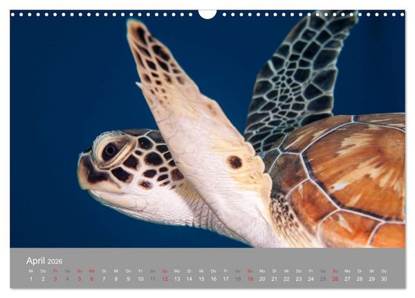 Produktbild: Meeresschildkr&ouml;ten der Karibik (Wandkalender 2026 DIN A3 quer), CALVENDO Monatskalender