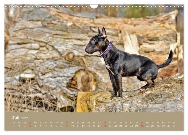 Produktbild: Einmal Bullterrier - immer Bullterrier (Wandkalender 2027 DIN A3 quer), CALVENDO Monatskalender