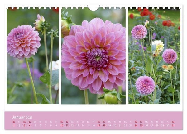 Produktbild: Dahlien-Triplets (Wandkalender 2026 DIN A4 quer), CALVENDO Monatskalender