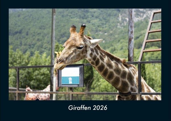 Produktbild: Giraffen 2026 Fotokalender DIN A4