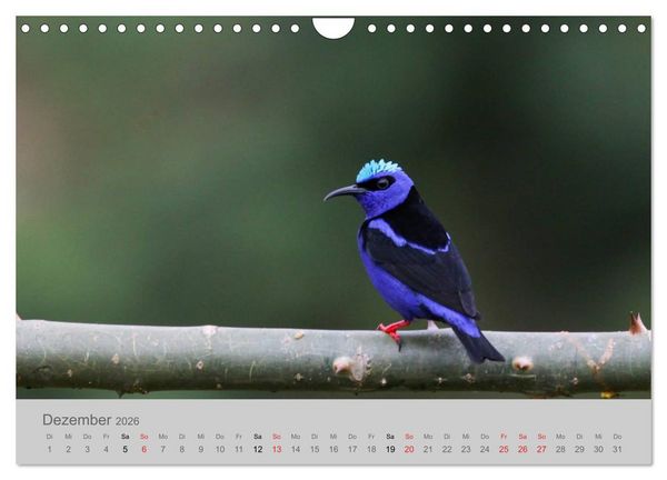 Produktbild: Costa Rica - Exotische V&ouml;gel im Regenwald (Wandkalender 2026 DIN A4 quer), CALVENDO Monatskalender