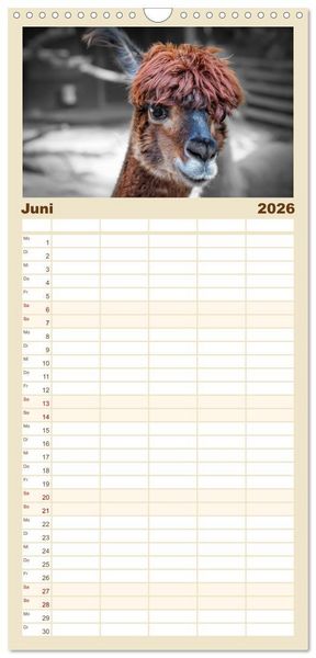 Produktbild: Familienplaner 2026 - Alpaka Gesichter mit 5 Spalten (Wandkalender, 21 x 45 cm) CALVENDO