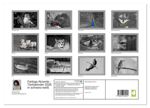 Produktbild: Farbige Akzente - Tierkalender 2026 in schwarz-wei&szlig; (hochwertiger Premium Wandkalender 2026 DIN A2 quer), Kunstdruck in Hochglanz