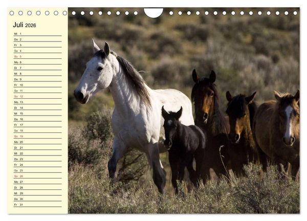 Produktbild: Wilde Pferde. Mustangs in USA (Wandkalender 2026 DIN A4 quer), CALVENDO Monatskalender