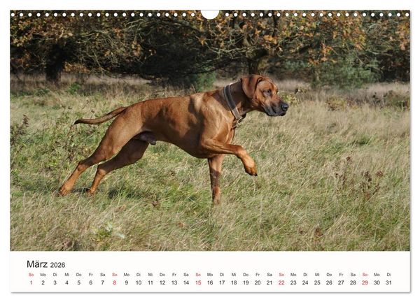 Produktbild: Rhodesian Ridgeback Sch&ouml;nheit aus Afrika (Wandkalender 2026 DIN A3 quer), CALVENDO Monatskalender