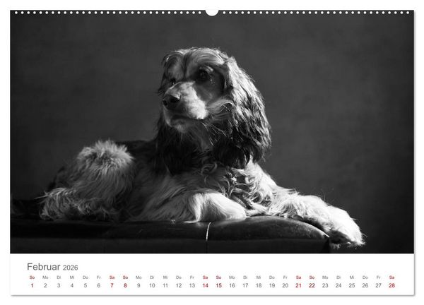 Produktbild: Hundeportraits Fine Art (Wandkalender 2026 DIN A2 quer), CALVENDO Monatskalender