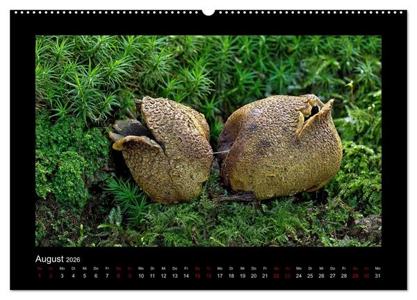 Produktbild: Pilzgalerie - Heimische Pilze aus der Region Rheinland-Pfalz (Wandkalender 2026 DIN A2 quer), CALVENDO Monatskalender
