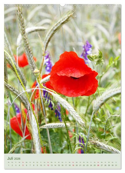 Produktbild: Mohn im Feld (hochwertiger Premium Wandkalender 2026 DIN A2 hoch), Kunstdruck in Hochglanz
