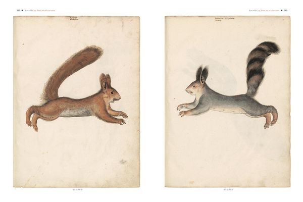 Produktbild: Conrad Gessners Thierbuch