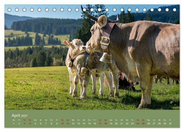 Produktbild: Allg&auml;uer Rindvieh 2027 (Tischkalender 2027 DIN A5 quer), CALVENDO Monatskalender