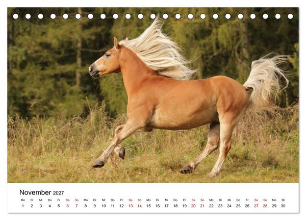 Produktbild: PFERDE - Zwischen Himmel, Erde und Hufschlag (Tischkalender 2027 DIN A5 quer), CALVENDO Monatskalender