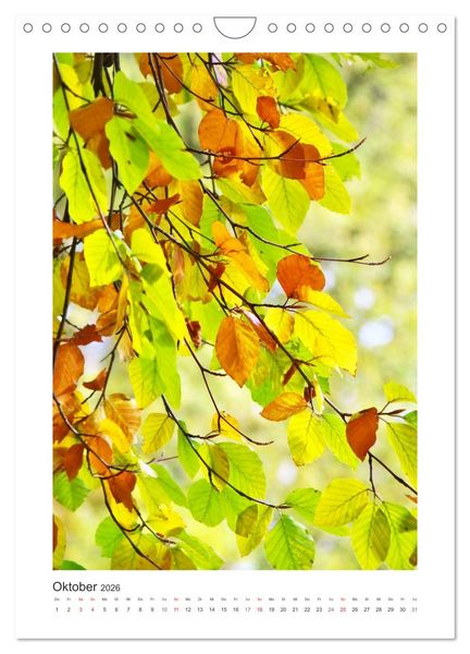 Produktbild: Impressionen aus unserem Wald (Wandkalender 2026 DIN A4 hoch), CALVENDO Monatskalender