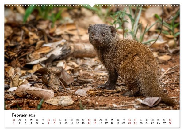 Produktbild: Afrikas kleine Stars (Wandkalender 2026 DIN A2 quer), CALVENDO Monatskalender