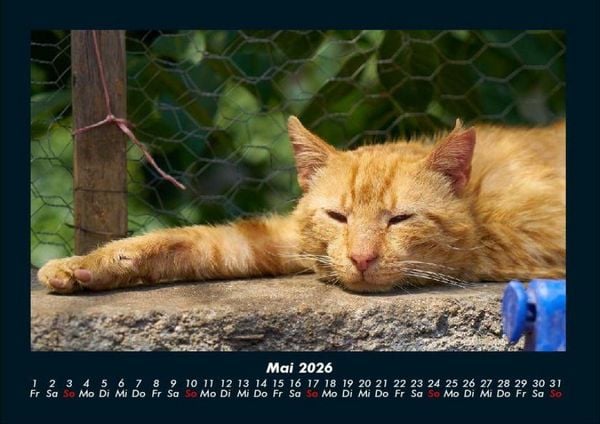Produktbild: F&uuml;r Katzenfreunde 2026 Fotokalender DIN A4