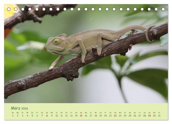 Produktbild: Augenblicke der Cham&auml;leons (Tischkalender 2026 DIN A5 quer), CALVENDO Monatskalender