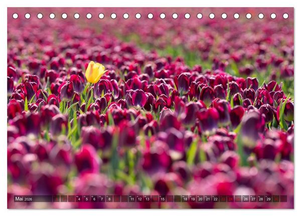 Produktbild: Tulpen - Hollands Stolz (Tischkalender 2026 DIN A5 quer), CALVENDO Monatskalender