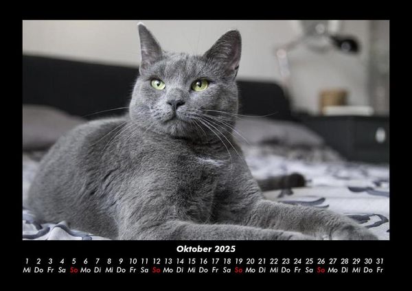 Produktbild: Katzen 2025 Fotokalender DIN A3
