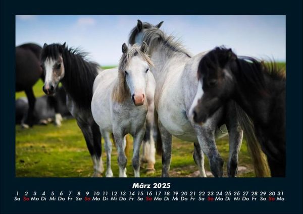 Produktbild: Die Welt der Pferde 2025 Fotokalender DIN A4