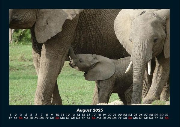 Produktbild: Elefanten 2025 Fotokalender DIN A4