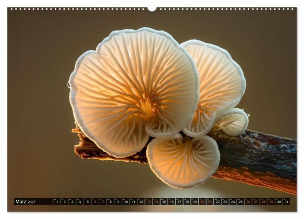 Produktbild: Kunstgalerie Wald - die verborgene Welt der Pilze (hochwertiger Premium Wandkalender 2027 DIN A2 quer), Kunstdruck in Hochglanz