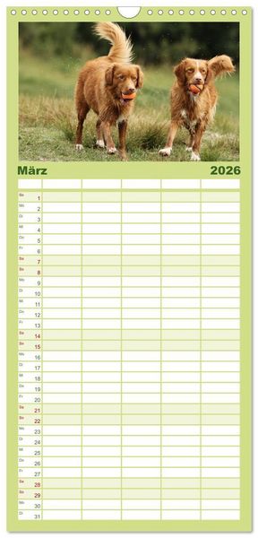 Produktbild: Familienplaner 2026 - Nova Scotia Duck Tolling Retriever mit 5 Spalten (Wandkalender, 21 x 45 cm) CALVENDO