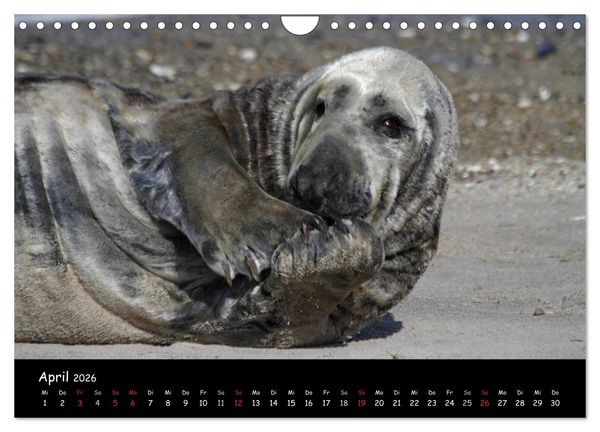 Produktbild: Kegelrobben und Seehunde (Wandkalender 2026 DIN A4 quer), CALVENDO Monatskalender