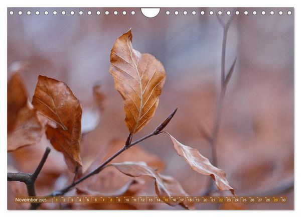 Produktbild: Die Poesie der Pflanzenwelt - Im Wandel der Jahreszeiten (Wandkalender 2026 DIN A4 quer), CALVENDO Monatskalender