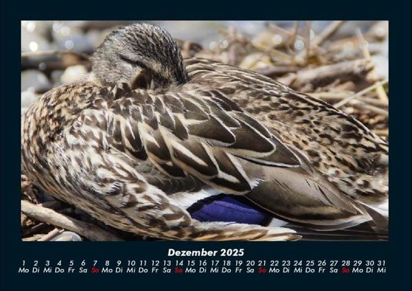 Produktbild: Enten 2025 Fotokalender DIN A4