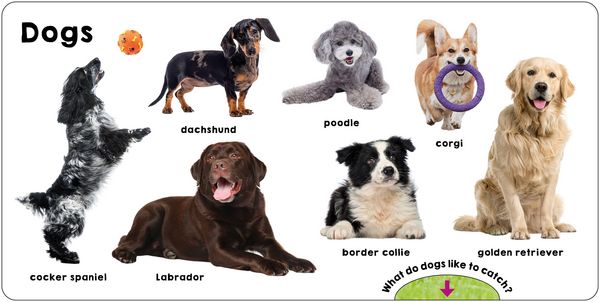 Produktbild: Pets (Slide & Surprise!)