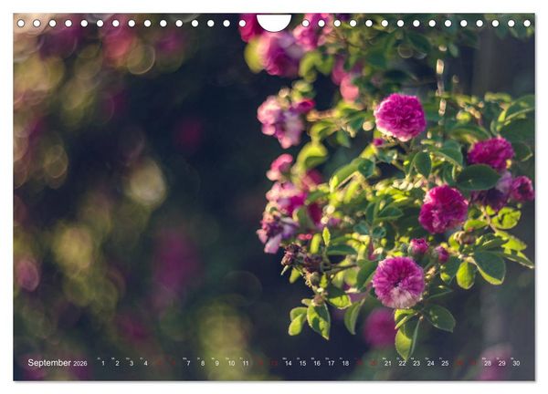 Produktbild: Die Welt der Alten Rosen (Wandkalender 2026 DIN A4 quer), CALVENDO Monatskalender