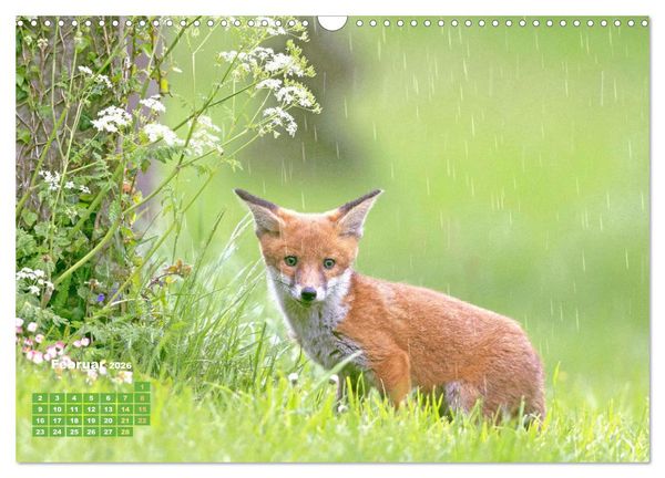 Produktbild: Der Fuchs: Kluger J&auml;ger (Wandkalender 2026 DIN A3 quer), CALVENDO Monatskalender