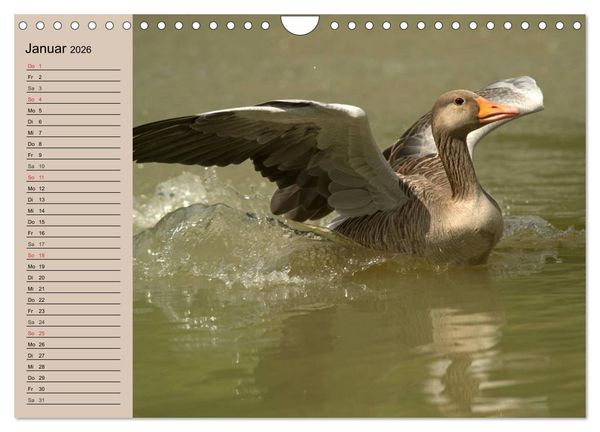 Produktbild: G&auml;nse und Enten. Schnattern, watscheln, quaken! (Wandkalender 2026 DIN A4 quer), CALVENDO Monatskalender
