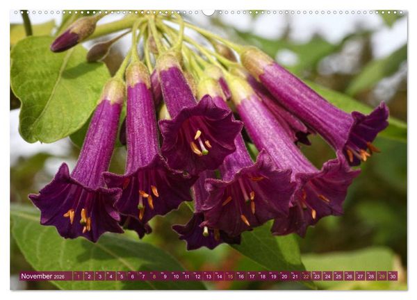 Produktbild: Flower Power - Zauberhafte K&uuml;belpflanzen (hochwertiger Premium Wandkalender 2026 DIN A2 quer), Kunstdruck in Hochglanz