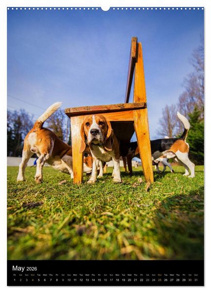 Produktbild: Beagles in action (High Quality Premium Wall Calendar 2026 DIN A2 portrait),CALVENDO 12 Month Wall Calendar