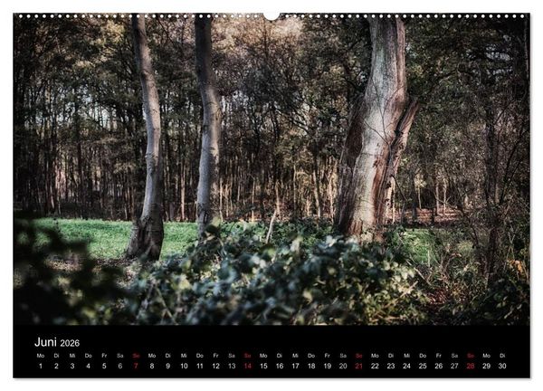 Produktbild: Mystische W&auml;lder (hochwertiger Premium Wandkalender 2026 DIN A2 quer), Kunstdruck in Hochglanz