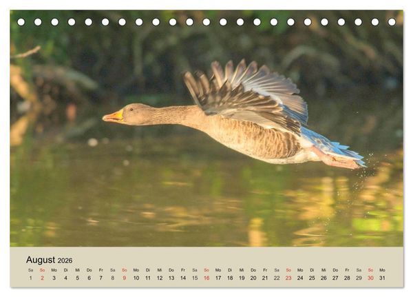 Produktbild: G&auml;nse. Von wegen dumme Gans! (Tischkalender 2026 DIN A5 quer), CALVENDO Monatskalender