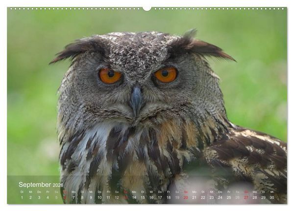 Produktbild: Eulen-Kalender (hochwertiger Premium Wandkalender 2026 DIN A2 quer), Kunstdruck in Hochglanz
