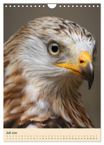 Produktbild: Raubv&ouml;gel - Die J&auml;ger der L&uuml;fte (Wandkalender 2026 DIN A4 hoch), CALVENDO Monatskalender