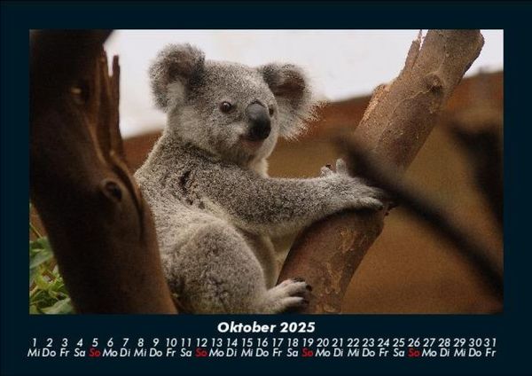 Produktbild: Koala 2025 Fotokalender DIN A5