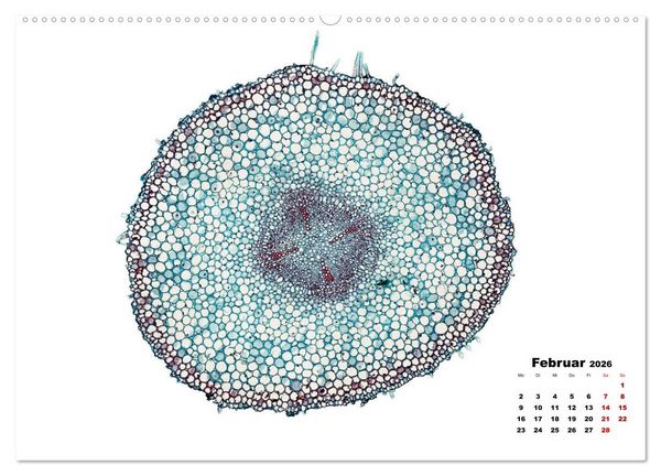 Produktbild: Pflanzen unter dem Mikroskop (Wandkalender 2026 DIN A2 quer), CALVENDO Monatskalender