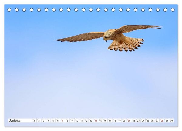 Produktbild: V&ouml;gel in der Extremadura (Tischkalender 2026 DIN A5 quer), CALVENDO Monatskalender