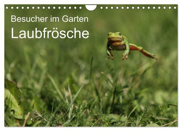 Produktbild: Besucher im Garten - Laubfr&ouml;sche (Wandkalender 2026 DIN A4 quer), CALVENDO Monatskalender