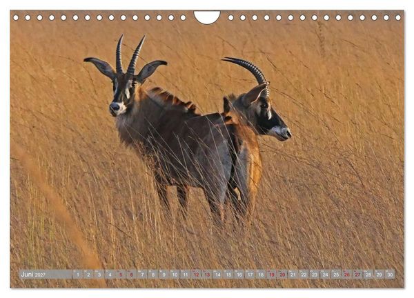 Produktbild: Unbekanntes Paradies Sambia (Wandkalender 2027 DIN A4 quer), CALVENDO Monatskalender