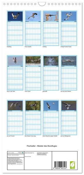 Produktbild: Familienplaner 2026 - Fischadler - Meister des Sturzfluges mit 5 Spalten (Wandkalender, 21 x 45 cm) CALVENDO