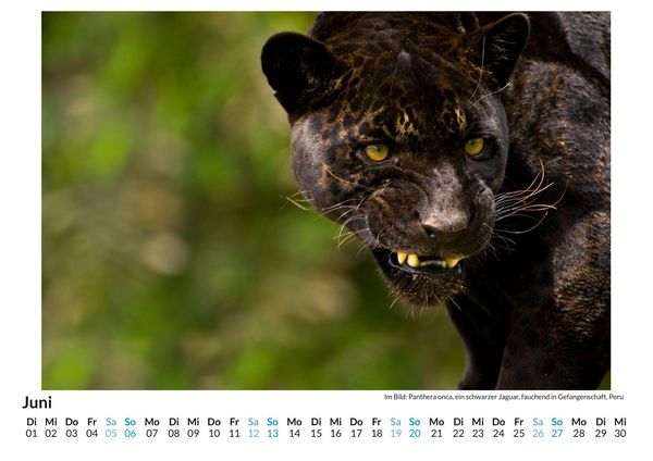 Produktbild: Jaguar